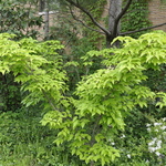 Cornus kousa 'Blue Shadow' — photo 3