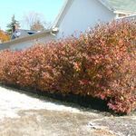 Cornus kousa Galilean — photo 3