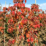 Cornus kousa Galilean — photo 4