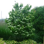 Cornus kousa Galilean — photo 5