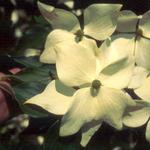 Cornus kousa Galilean — photo 6