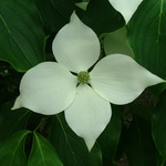 Cornus kousa Galilean — photo 7