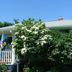 Cornus kousa Galilean — photo 8