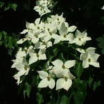 Cornus kousa Galilean — photo 9