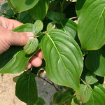 Cornus kousa Galilean — photo 10