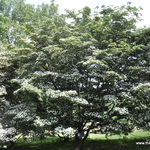 Cornus kousa var. chinensis — photo 2
