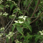 Cornus kousa var. chinensis 'Milky Way' — photo 3