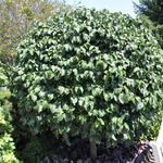 Cornus mas — photo 3