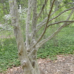 Cornus mas — photo 5