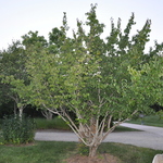 Cornus mas — photo 6