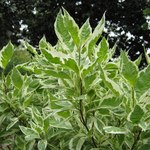 Cornus Mas Elegant — photo 2
