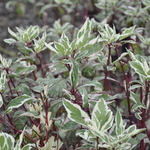 Cornus Mas Elegant — photo 3
