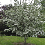 Cornus 'Rutban' or 'Aurora' — photo 2