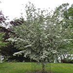 Cornus 'Rutban' or 'Aurora' — photo 3