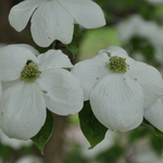 Cornus 'Rutban' or 'Aurora' — photo 4