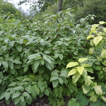 Cornus sericea 'Baileyi' — photo 2