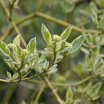 Cornus sericea Silver and Gold — photo 4