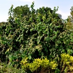 Corylus avellana 'Contorta' — photo 2
