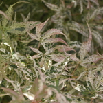 Acer palmatum 'Ukigumo' — photo 5